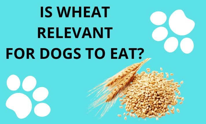 Is wheat relevant for dogs to eat? Benefits And Risk - Doggie Food Items