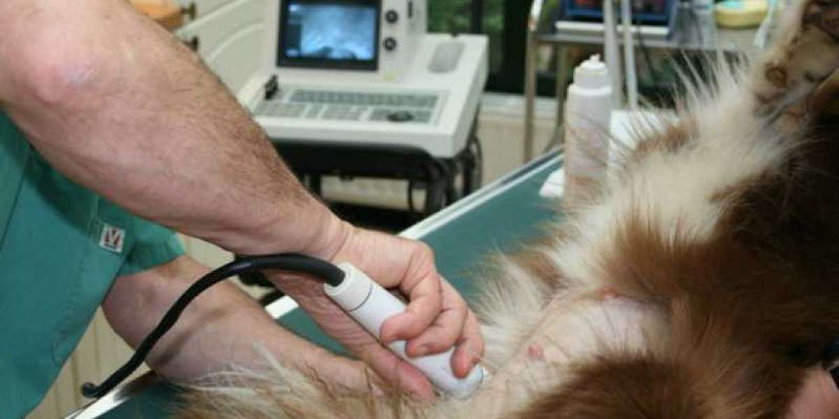 Gato com sangramento nasal: o hematozoário pode ser o culpado?